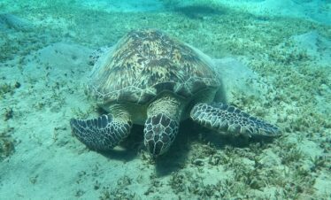 Une majestueuse tortue de mer nage sous l'eau, entourée d'un bleu profond et de reflets lumineux.