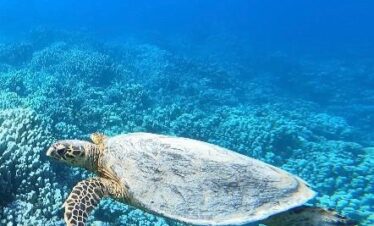 Une majestueuse tortue de mer nage sous l'eau, entourée d'un bleu profond et de reflets lumineux.