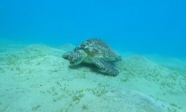 Une majestueuse tortue de mer nage sous l'eau, entourée d'un bleu profond et de reflets lumineux.