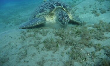 Une majestueuse tortue de mer nage sous l'eau, entourée d'un bleu profond et de reflets lumineux.