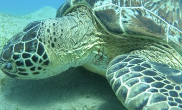 Une majestueuse tortue de mer nage sous l'eau, entourée d'un bleu profond et de reflets lumineux.