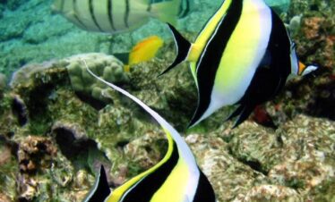 Deux poissons-cochers évoluent gracieusement parmi les coraux, accompagnés d'autres poissons tropicaux.