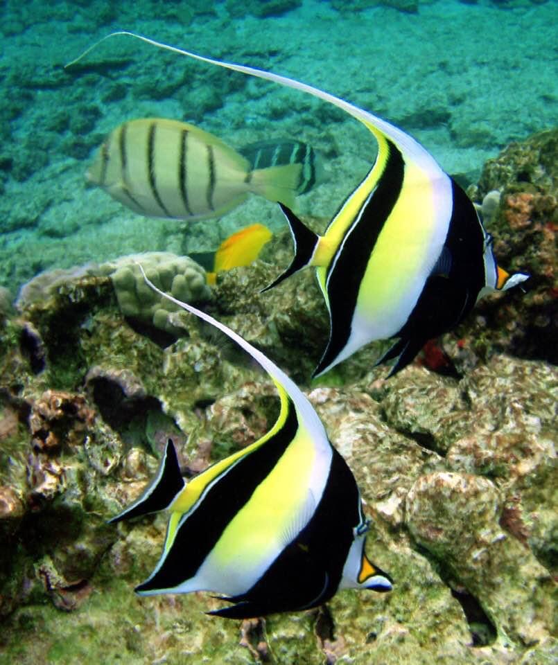 Deux poissons-cochers évoluent gracieusement parmi les coraux, accompagnés d'autres poissons tropicaux.