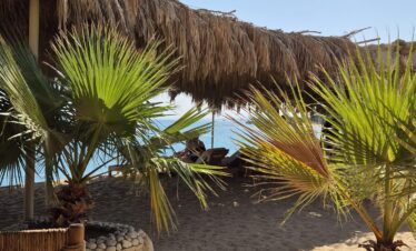 Sable doré, petits palmiers et parasols sur la plage près du Sindbad Club 4* à Hurghada.