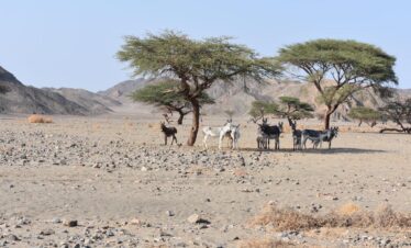 4a118ed3 9d4a 436f 903c a9e355fab145