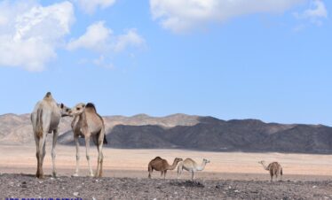 6afe42e1 b734 4de2 938a 07cf0a48c628