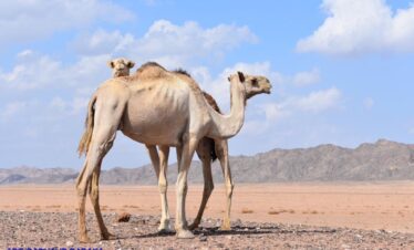 a6bbd772 aaf3 404d bad6 6ddcdf47b8f8