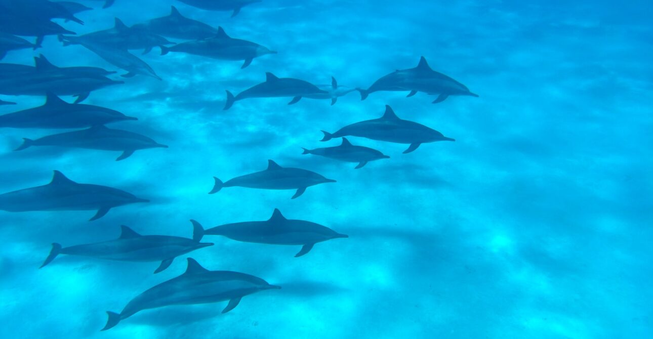 Speedboat privé à Hurghada : une journée magique en famille entre dauphins et snorkeling